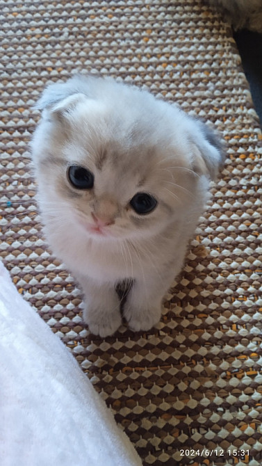 Skotlannin kissanpennut Hamina – foto 3