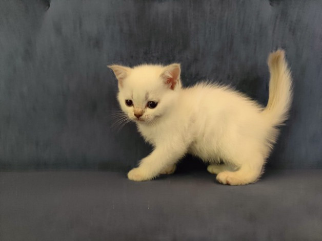 Skotlannin kissanpennut Hamina – foto 1