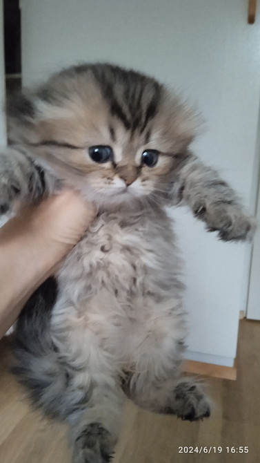 Skotlannin kissanpennut Hamina – foto 2