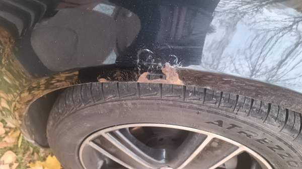 Audi A4 Imatra - valokuva 5