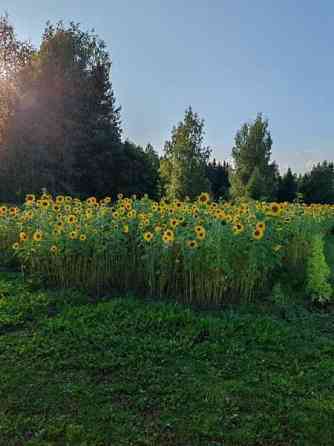 Volkswagen Passat Kitee