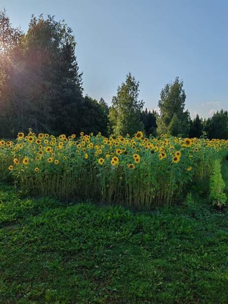 Volkswagen Passat Kitee - photo 6