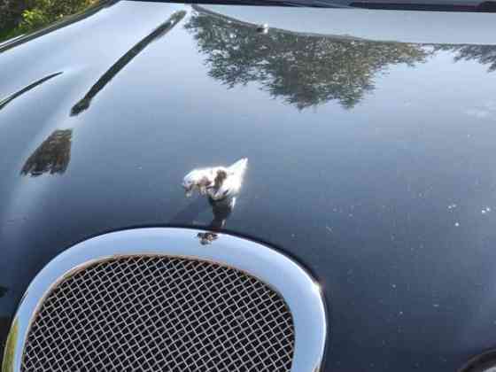 Jaguar S-Type Tuusula