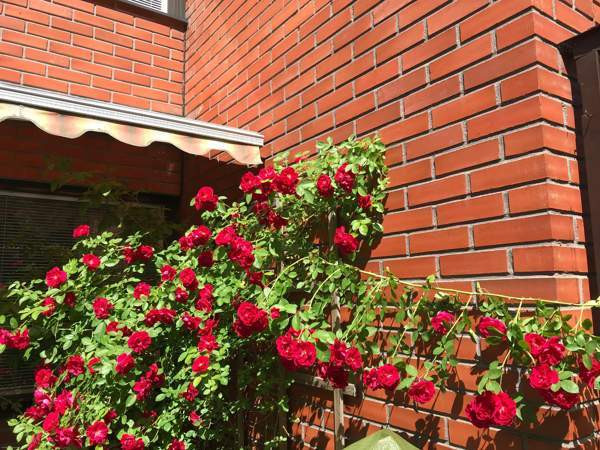 4h + k + s  Турткуль - изображение 2