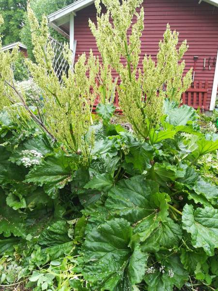 2h + keittiö + sauna  Iisalmi – foto 7