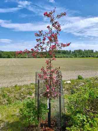 3h + avok + 2 kph + khh + reilu piha  Vantaa