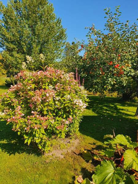 4h + k + s  Seinaejoki – foto 4