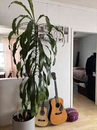 2-3h+avok+wc/kh  Turtkul