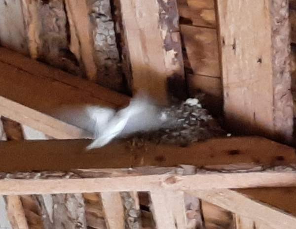 2h  Pudasjärvi - valokuva 6