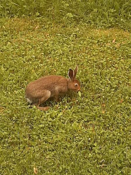 2h  Pudasjärvi - valokuva 5