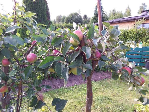 3h + s + p  Savonlinna – foto 5