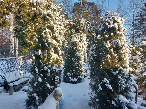 2h + s + p+vh  Kauhava - valokuva 4