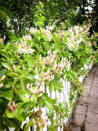 oh + 3mh + k + 2wc + s + kylmä kellari  Turtkul