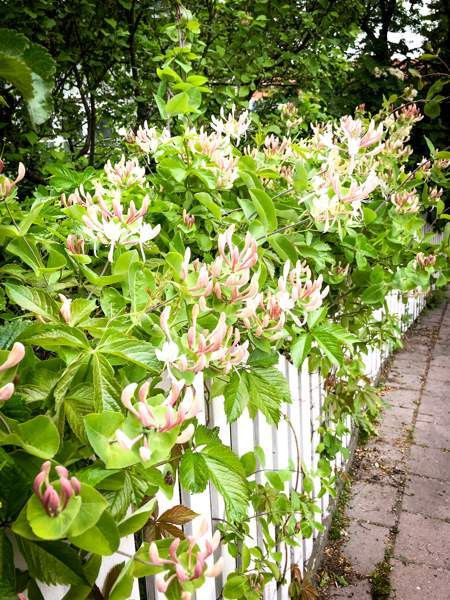 oh + 3mh + k + 2wc + s + kylmä kellari  Turtkul - valokuva 4