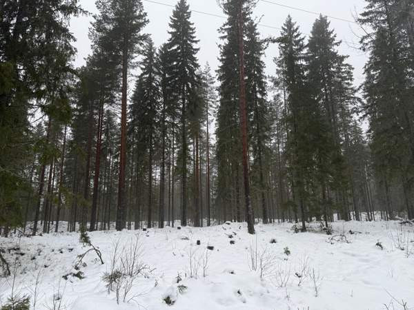 0h  Tammela - valokuva 4