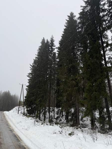 0h  Tammela - valokuva 2