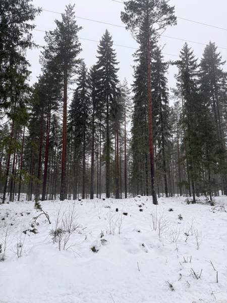 0h  Tammela - valokuva 7