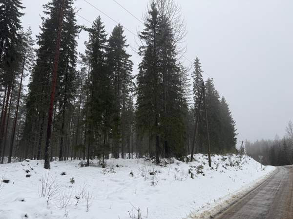 0h  Tammela - valokuva 5