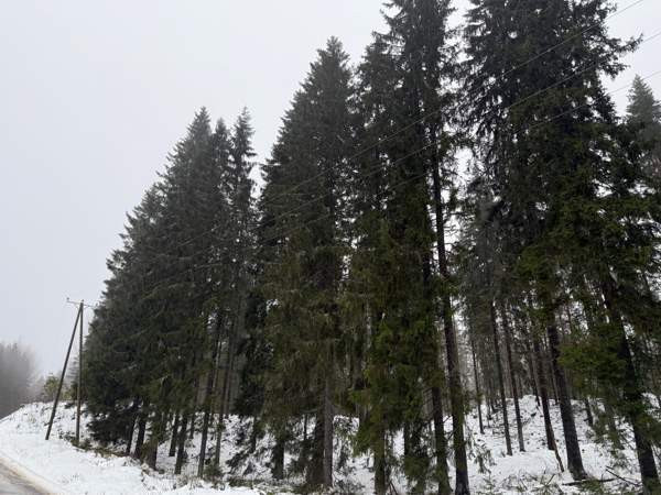 0h  Tammela - valokuva 3