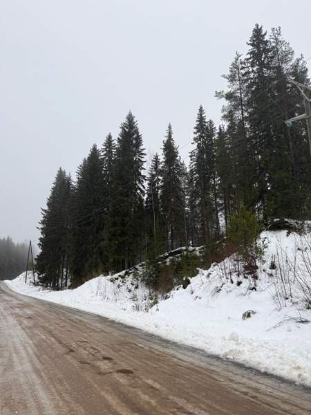 0h  Tammela - valokuva 8