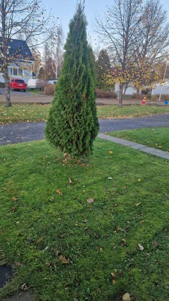 1h + s  Lapua - photo 4