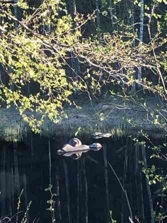 6h + s + p  Savonlinna