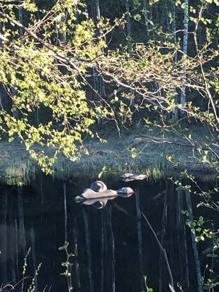 6h + s + p  Savonlinna - valokuva 5