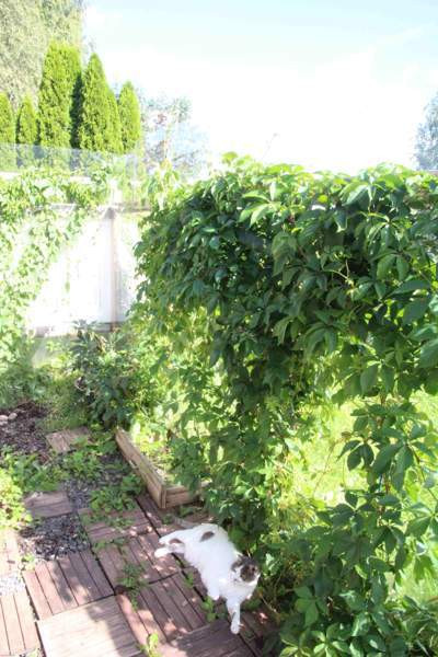 2h + avok + s  Loimaa - изображение 3