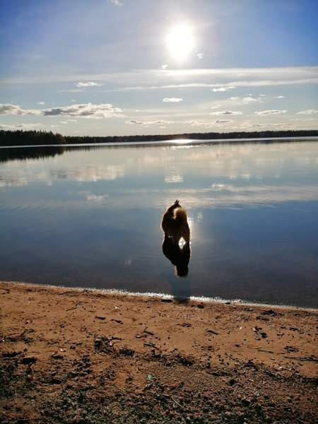 1h/parvi+kk,1h+s+ph  Ranua - изображение 4