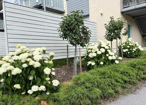 4H+K+KPH+WC+S+P+TERASSI+PIHA  Вантаа - изображение 6