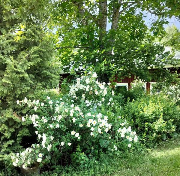 4h + kk  Juuka – foto 6