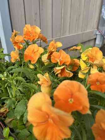 3h + k + s + p  Vantaa