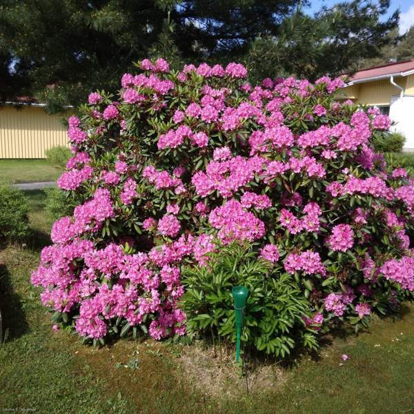 2h + avok + s+terassi  Joutsa - valokuva 8