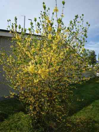 2h + k + s + p  Zaporiz'ka Oblast'