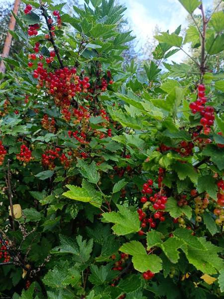 2h + kk+s  Mikkeli - photo 8