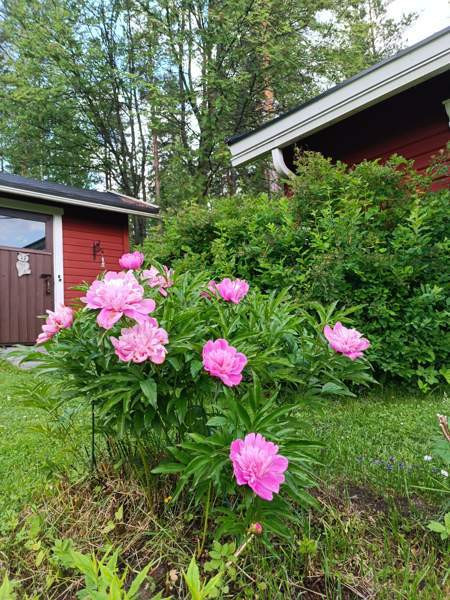 2h + kk+s  Mikkeli - photo 7