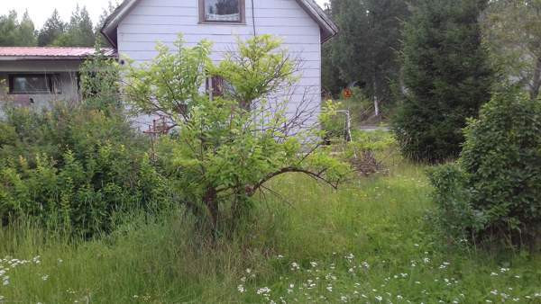 3h + sauna,pesuh.  Kuopio - valokuva 1