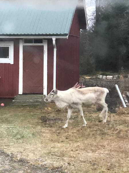 20h + s + p  Ranua - photo 5