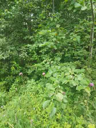 Tontti  Jämsänkoski