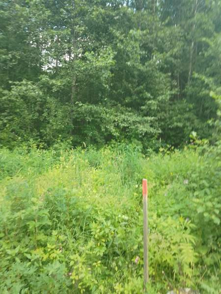 Tontti  Jämsänkoski - valokuva 4