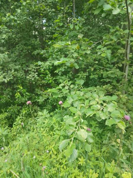 Tontti  Jämsänkoski - valokuva 2