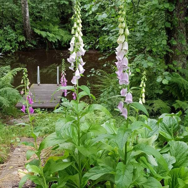 2h+k  Hämeenlinna - valokuva 8