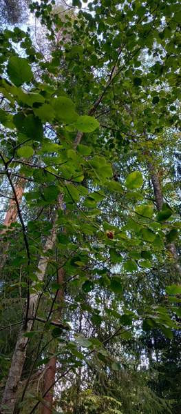 2h + k + p  Иматра - изображение 5