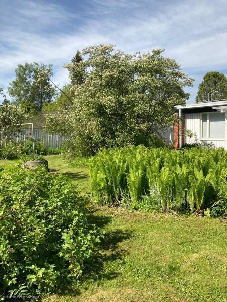 4h + k + s  Kemin - photo 8