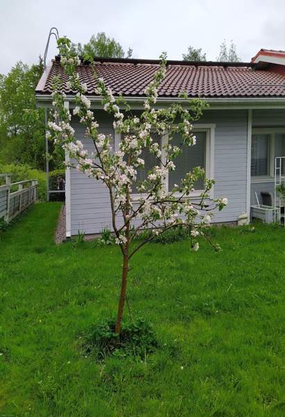 2h+k+ s  Jaervenpaeae - photo 2