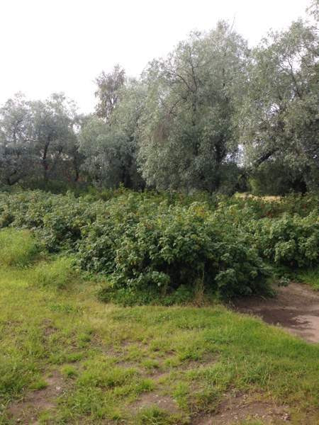 4h + k + s  Ristijärvi - изображение 6