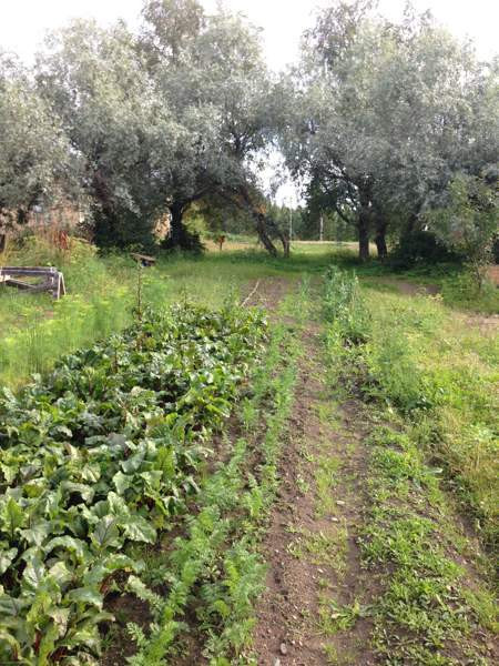 4h + k + s  Ristijärvi - изображение 7