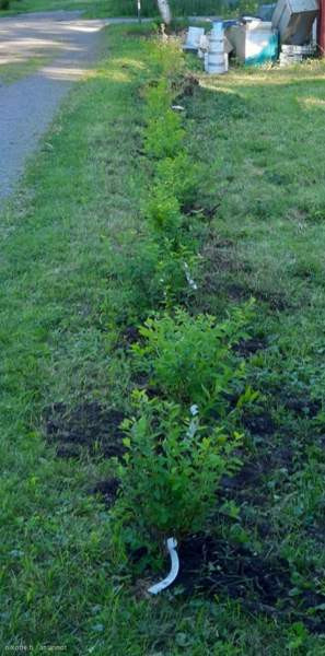 2h  Nurmijärvi - valokuva 6