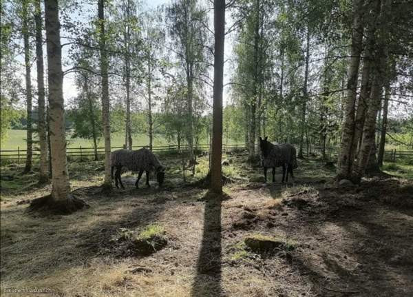 3h  Rautalampi - изображение 5