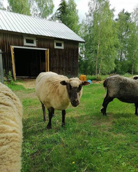 3h  Rautalampi - изображение 6